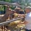 Министр сельского хозяйства Чувашии Сергей Артамонов обещает, что поставки сена в наш зоопарк станут регулярными. Фото предоставили организаторы