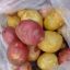 Собрали урожай картофеля, выращенного рассадой. Фото автора