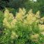 Арункус, или волжанка — крупное травянистое многолетнее растение семей­ства розоцветных