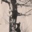 Дерево, возле которого познакомились супруги Болотины.  Фото из домашнего альбома