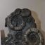 Аммониты эпохи мезозоя.  Фото из архива музея