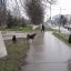 Бродячие собаки прописались на глав­- ­­ной улице Новочебоксарска — Вино­курова (напротив магазина “Каблучок”). Фото автора