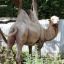Верблюд Бархан всегда готов позировать для удачного фото.