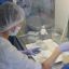 В лаборатории Центра гигиены в этом году исследованы 1200 клещей, в 110 случаях обнаружены возбудители опасных заболеваний, в том числе в 65 — боррелиоза. Фото автора