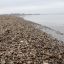 Миллион ракушек выброшены на сушу. Экологическая катастрофа налицо. 