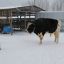 66-летний животновод Юрий Степанов уже 40 лет ухаживает за быками. 