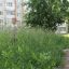В траве сквера по ул. Семенова можно играть в прятки.  Фото Максима БОБРОВА