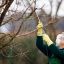 В апреле  обратите свое внимание на плодовые деревья, ведь всю обрезку необходимо успеть сделать до распускания почек.  Фото nashsadovod.ru
