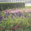 ... и “городская” клумба с сорняками.  Фото предоставлено читателем