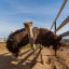 В Чувашии африканские страусы чувствуют себя как дома.  