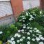 В начале июля жителей дома радует яркий контраст зелени и белых цветов нивяника и гортензии.  Фото Зои Логвиновой