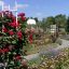 В пражском парке благоухают розы. Фото автора 