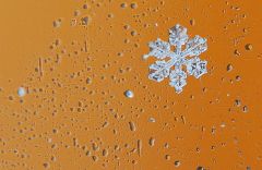 01231915.848608.6854.jpgС хоботком: ученые определили новый вид снежинки