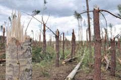 3-метровые пеньки вместо леса.Буйство стихии: от урагана и града пострадали свыше 1300 строений ураган 