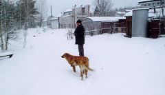 Этих собак больше нет. Фото Светланы Михайловой.Идет охота на собак... Читатель спрашивает 