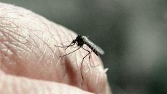 Комара можно заставить бояться запаха человека, - ученыеУченые сообщили, что комаров можно отучить кусать людей наука 