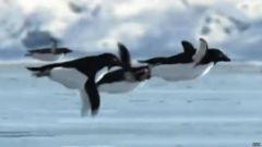  1 апреля 2008 года Би-би-си показала фильм о ранее неизвестной разновидности летающих пингвиновЛетающие пингвины и нашествие ос: как шутят журналисты шутки 1 апреля СМИ 