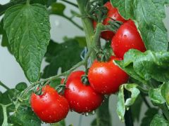 ТоматЧувашия стала лидером в ПФО по производству томатов в зимних теплицах развитие АПК 