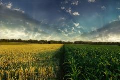 ПолеПоказатели сева и заготовки кормов в Чувашии превысили уровень 2021 года Минсельхоз 