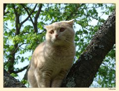 http://www.19rus.infoОх, нелегкое дело  кошку с дерева снимать