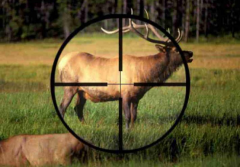 ОхотаЗа 2021 год в Чувашии завели пять уголовных дел о незаконной охоте Охота 