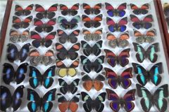 До 11 июля в Музейно-выставочном центре Чувашского национального музея  работает выставка «Жуки и бабочки мира»