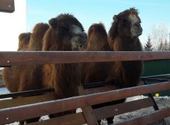  Очередной зоопарк в Чувашии получил лицензию Россельхознадзора Россельхознадзор Зоопарк 