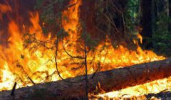 255009613.jpgВ 2010 году в России сгорело в два раза меньше лесов, чем в 2008 пожары 