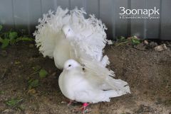 В Ельниковской роще появились белоснежные голуби Ельниковская роща 