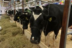 Надои растутВ Чувашии вырос средний надой молока на одну корову молоко 