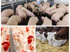 Скот и птицаВ Чувашии за I квартал 2022 года выросло производство скота и птицы  развитие АПК 