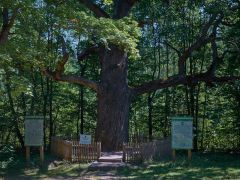 Дуб из ЧувашииЧувашский дуб укрепил позиции в национальном конкурсе "Российское дерево года 2020"