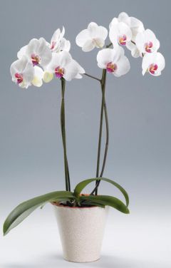 7a2cfcc60821a161c76a28039ea9df6e_h.jpgЭкзотическая орхидея любит влагу Любителям-цветоводам 