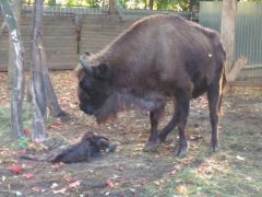 Фото предоставлено Администрацией Ельниковской рощиВ Новочебоксарском зоопарке самка зубра родила детеныша