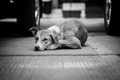 СобакаВ Чувашии утвердили меры административной ответственности за нарушение доптребований к содержанию домашних животных домашние животные 