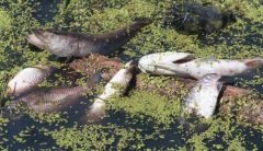 Массовая гибель рыбы зафиксирована в ЧувашииВ Чебоксарском районе летом массово гибла рыба: идет поиск виновных гибель рыбы 