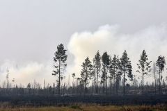 Площадь лесного пожара в Марий Эл увеличилась до 891,5 га
