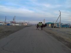 По улицам Аральска свободно гуляют верблюды. Памятник морскому прошлому Дневник Чувашского путешественника #чувашский_путешественник 