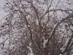 DSC02094.JPGВокруг снега, а на яблоне красные плоды Очевидное - невероятное 