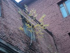 Береза, растущая на одном из зданий в промышленной зоне Новочебоксарска. Фото автораИ на кирпичах  растет  береза Фотофакт 