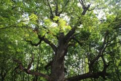 ДубО старейшине чувашских дубов рассказали на Первом канале Российское дерево года – 2023 
