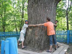 Фото cap.ruОсобо охраняемый дуб Памятник природы 