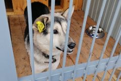 В приютеМежмуниципальный приют для животных в Шумерле построят в два этапа приют для собак 