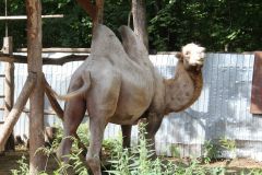 Верблюд Бархан всегда готов позировать для удачного фото.Второе дыхание новочебоксарского парка