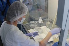 В лаборатории Центра гигиены в этом году исследованы 1200 клещей, в 110 случаях обнаружены возбудители опасных заболеваний, в том числе в 65 — боррелиоза. Фото автораОпасная зараза