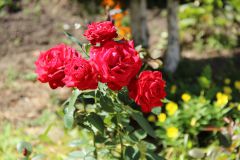 Фото Инны АНДРЕЕВОЙПахнут и цветут розы Самые красивые клумбы Новочебоксарска 