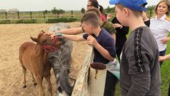  Следственный комитет Чувашии исполняет детские мечты: визит в конно-спортивную школу 1 июня — Международный день защиты детей 