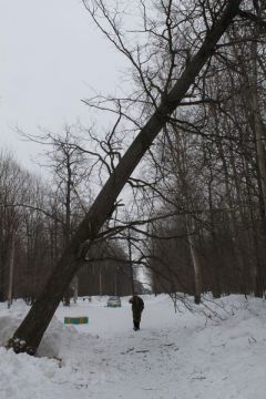 Эти деревья вот-вот упадут. Фото автораПришло время обновлять рощу фоторепортаж Ельниковская роща 