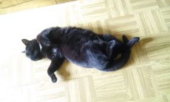 Так Шлёпа спит. Фото автораУсатый нянь Конкурсы редакции Конкурс “Мой кот — суперзвезда” 