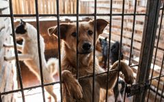 В приютеВ Чебоксарах расширят приют для животных приют для собак 